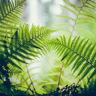 Fern with sunlight shining through, symbolizing clarity, growth, and insight during psychiatric evaluation.