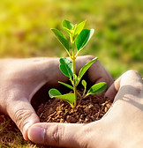Two hands gently cupping a young plant, symbolizing growth, healing, and ongoing mental health care.