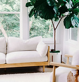 Couch with a plant beside it, symbolizing a warm, welcoming space for your first therapy session.