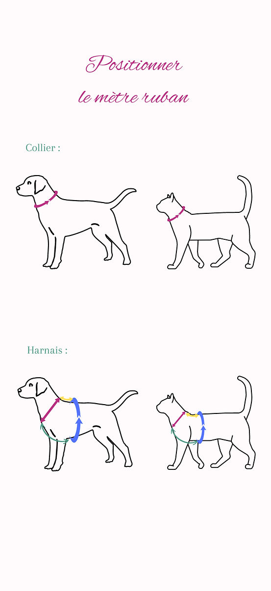 Illustration montrant l'emplacement du mètre ruban pour la prise de mesure de l'animal.