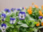 Viola