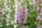 Digitalis