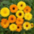 Calendula
