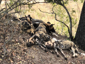 Safari in Kruger National Park