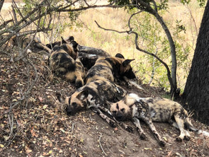 Safari in Kruger National Park