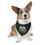 Thumbnail: Pet Bandana Collar