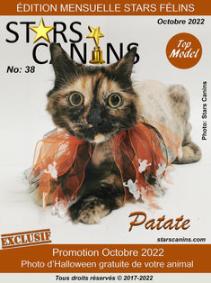 No 38 - Patate SM