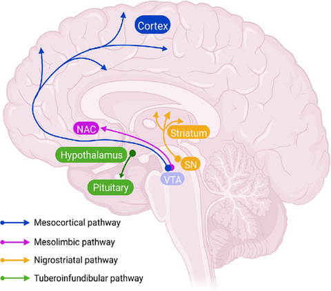 Presents the major dopaminergic pathways of the brain. The purple arrow represents the mesolimbic pathway.