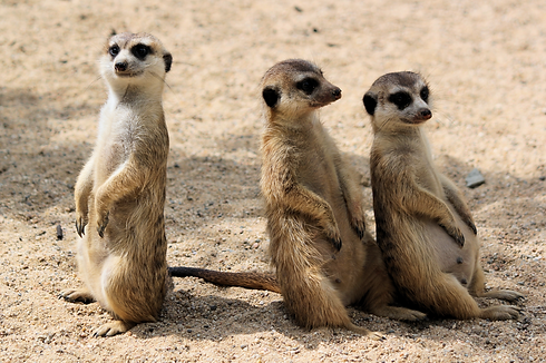 Funny meerkats_edited_edited.jpg