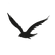 ave-removebg-preview%20(1)_edited.png