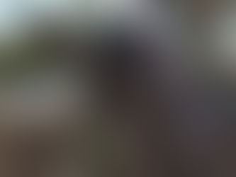 החיים הטובים של חיות המחמד