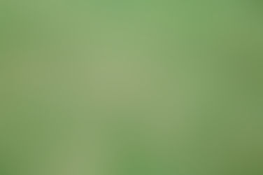 Dealing with Dollar Spot Disease