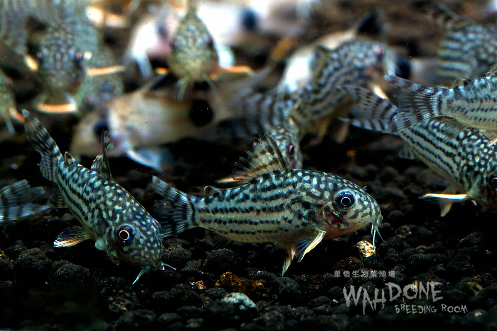 縮圖：金翅珍珠鼠