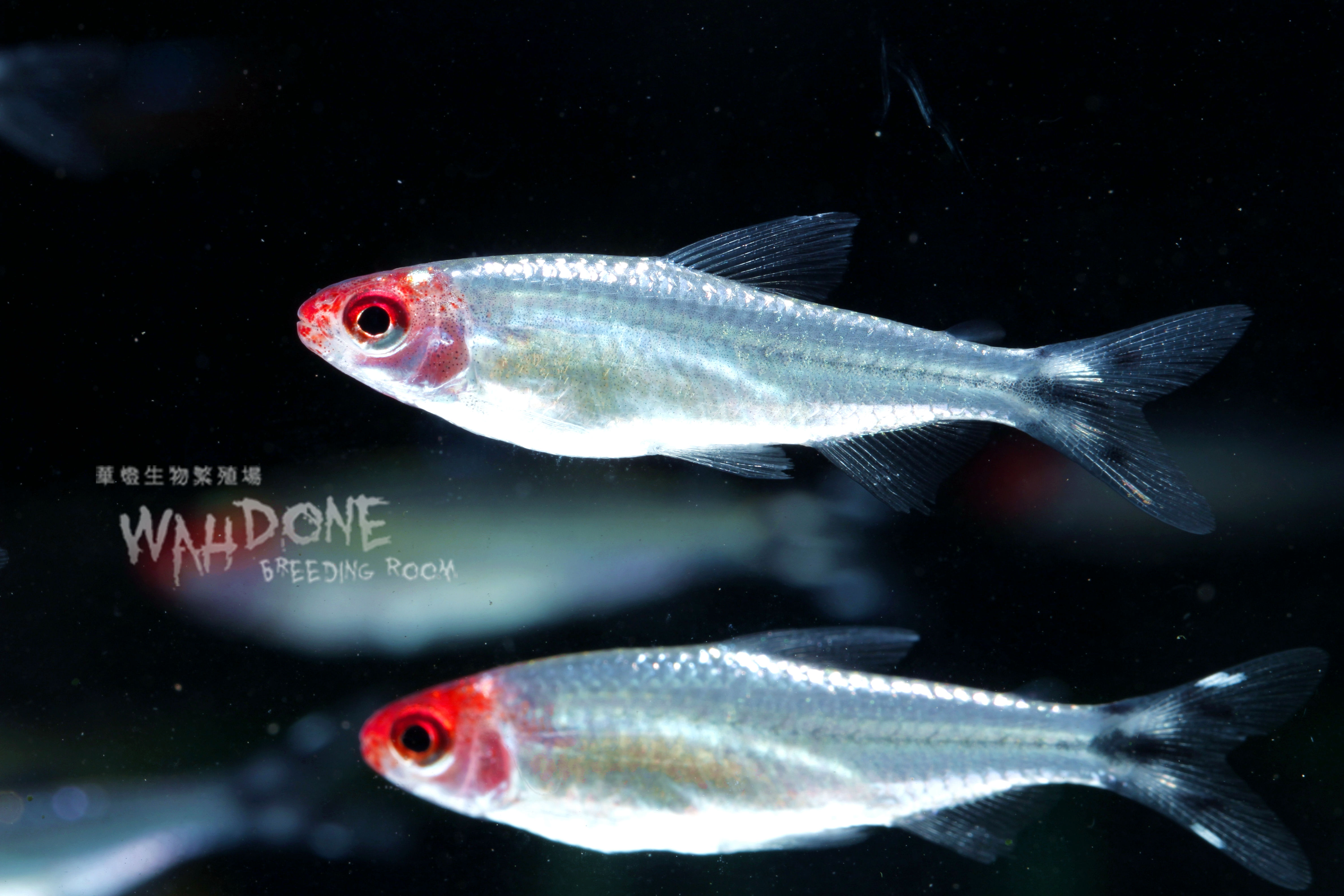 白金紅鼻！締造傳奇！