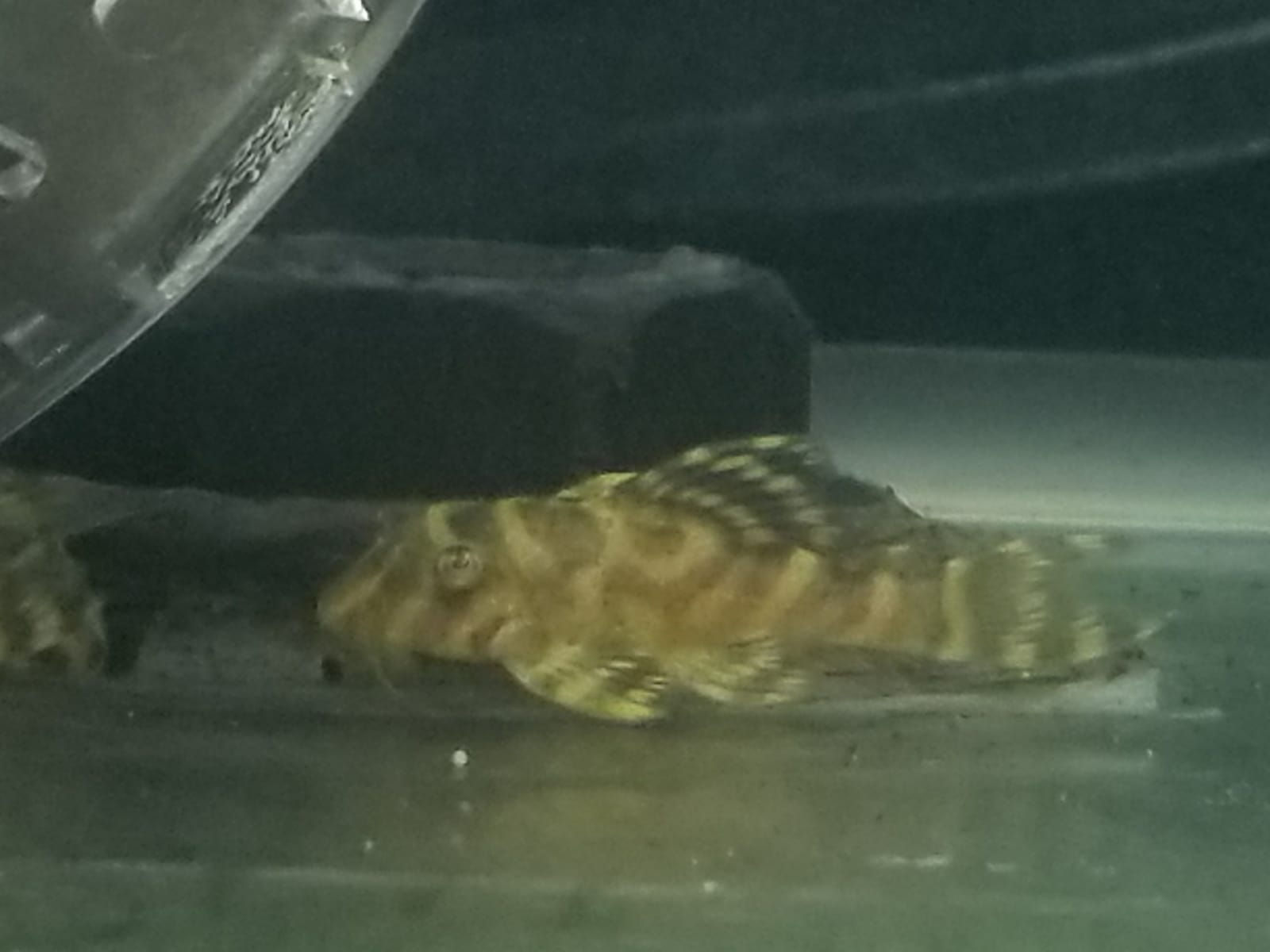 L333 黃金帝皇迷宮 (3-4CM)