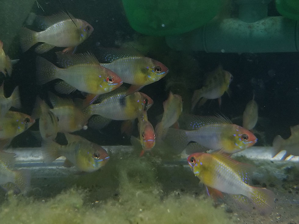 縮圖：荷蘭鳳凰