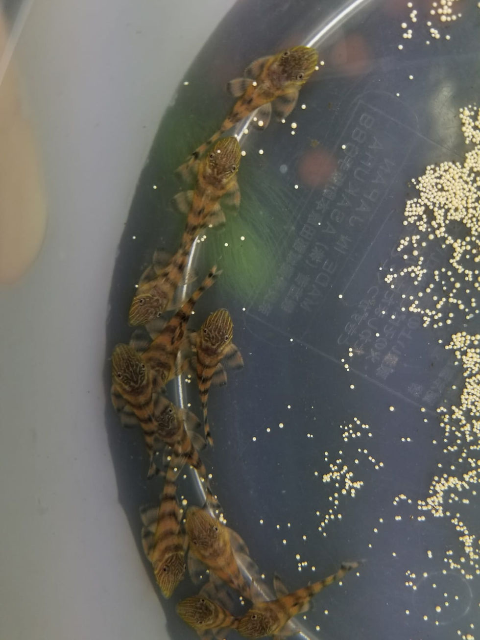 縮圖：L397 紅老虎 (約3CM)