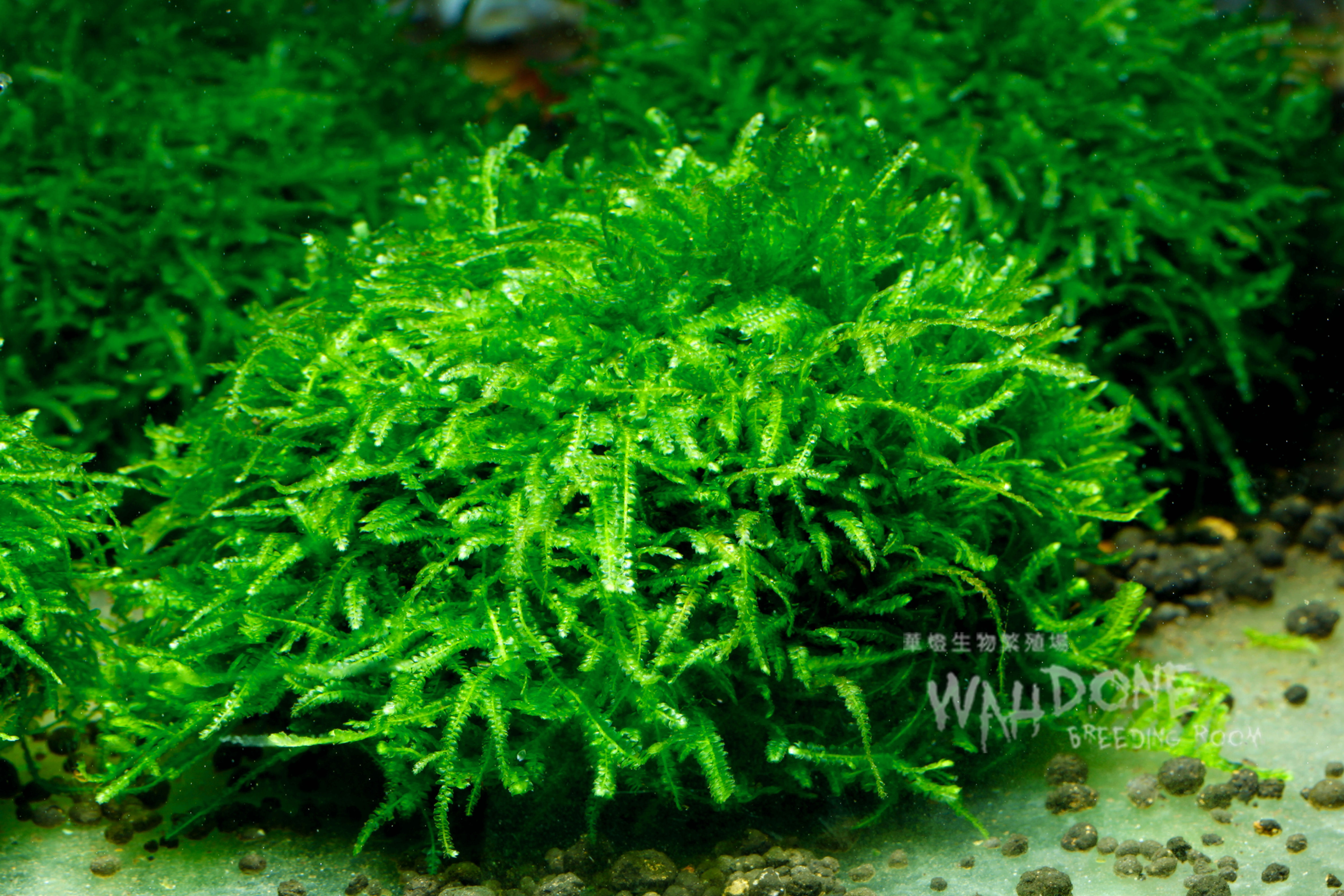 垂淚莫絲 8cm x 8cm 立體大波波