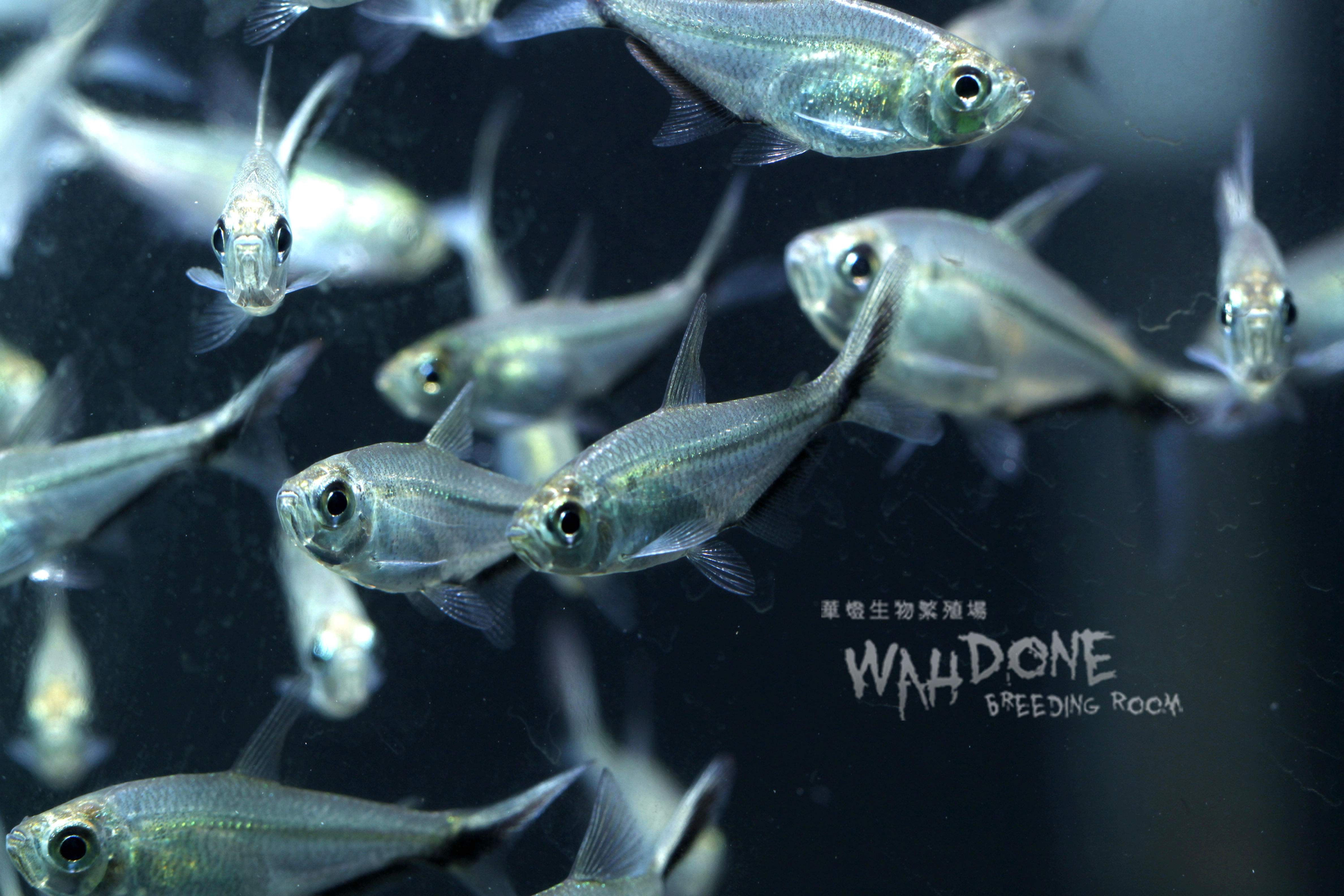 黑尾大勾旗 (5條組合)