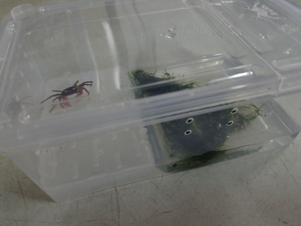 縮圖：17cm x 10cm 水陸膠盒