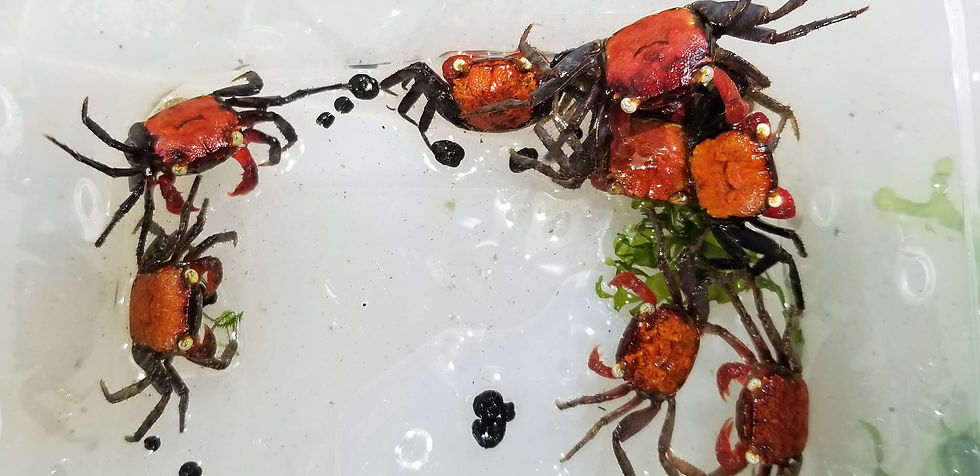 縮圖：紅魔鬼惡魔蟹 (母) (全品)