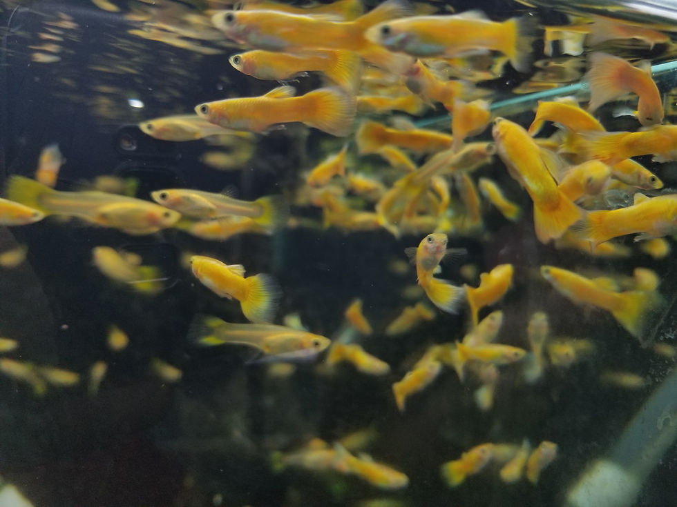 縮圖：24K 黃金孔雀 （公母一對)