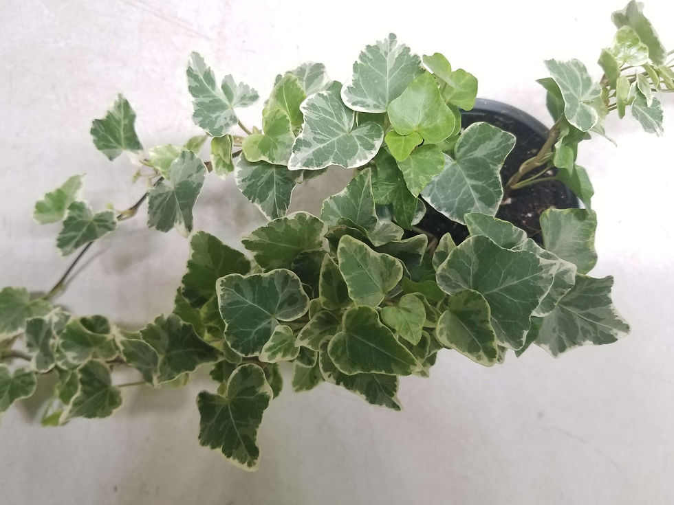 縮圖：白邊長春藤 (盆栽)