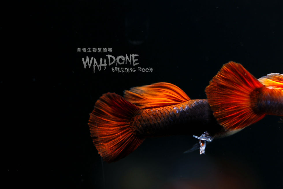 縮圖：紅頭紅尾禮服 (一公一母)