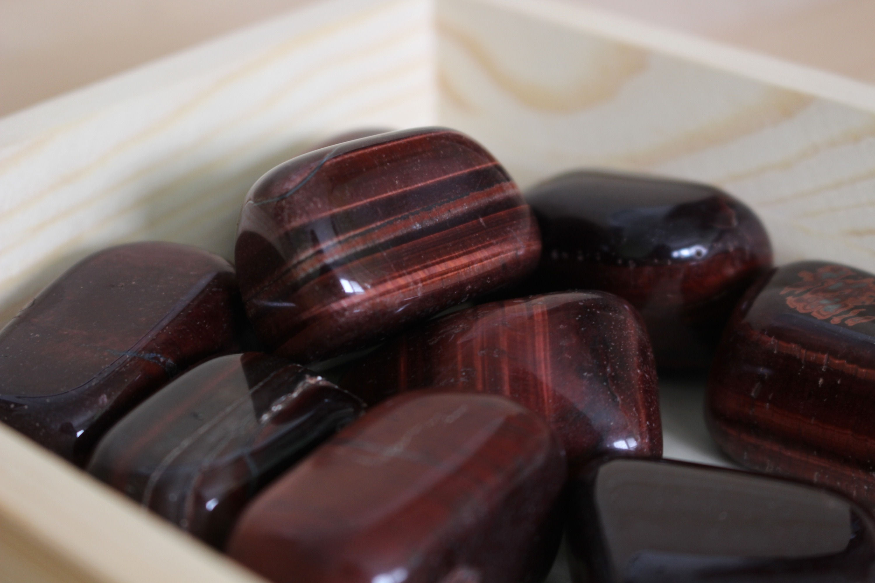 Oeil de taureau - vivacité