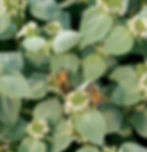 The Home Bee Pasture: how to create bee forage in your own backyard.