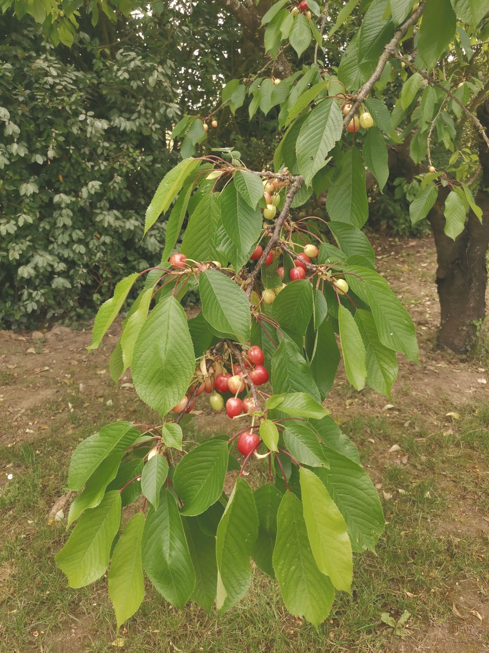 Les fruits du jardin