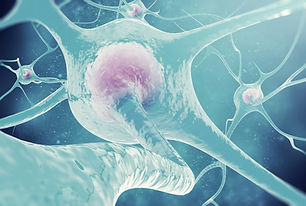 nervous system.jpg