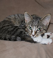 Screen Shot 2021-01-10 at 1.41.04 PM.png