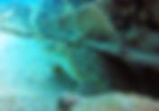 Snorkeling in Key Largo: FAQ & Essential Tips | Snorkelkeylargo