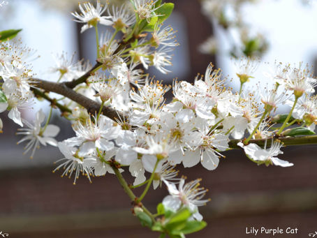 🌸 Célébrons le printemps avec Ostara ! 🌸