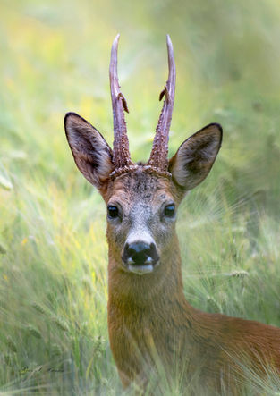 Roe buck Kapitalbukk Rådyrbukken