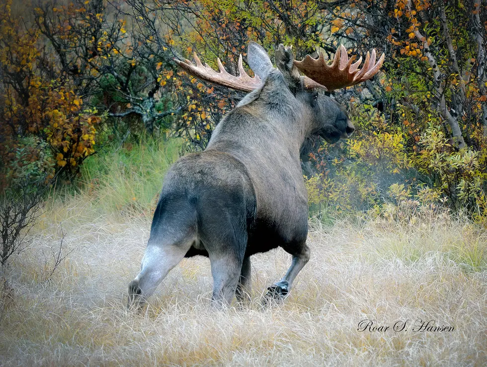 Storoksen i fjellskogen på sjekkerunde etter fristende damer..