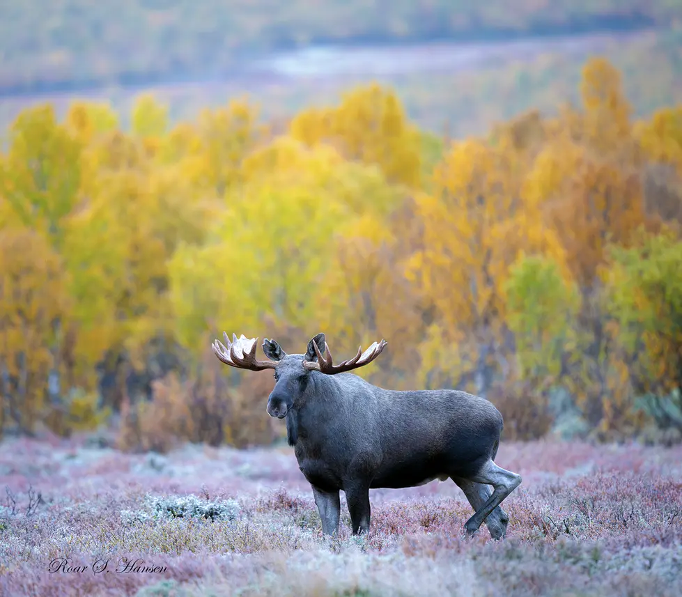 Storoksen i fjellet står og tenker..