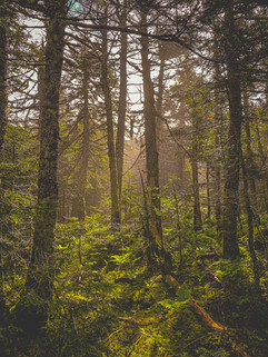 810DFEB9-E366-49D1-86EF-9C956E4266CE.jpeg