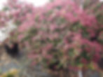 PIERIS DOROTHY WYKOFF 7C (2)