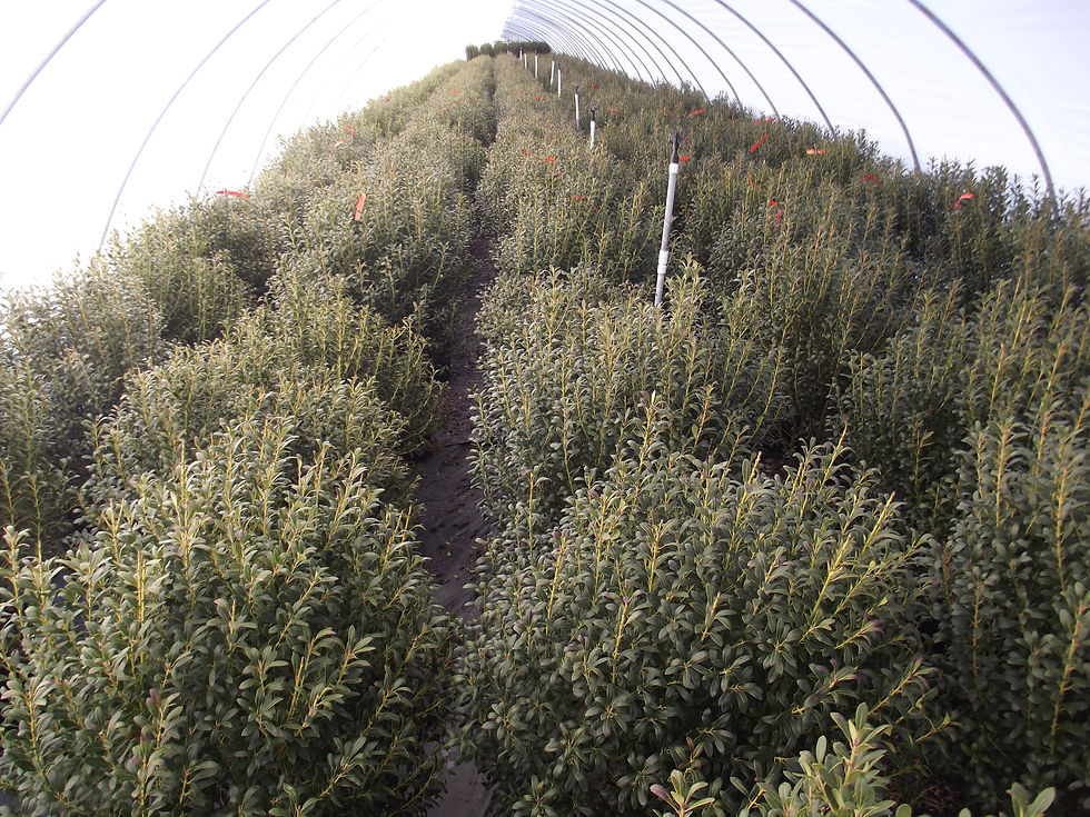 ILEX GLABRA COMPACTA 5C