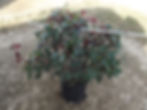 PHOTINIA RED TIP 3C (2)