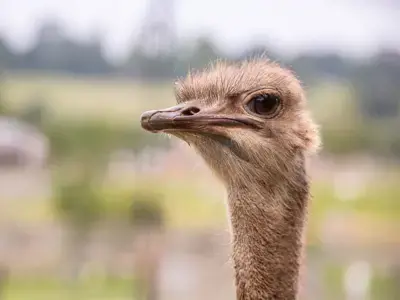 Heads Up: Beware of Ostrich Talent