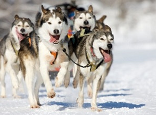 husky2.jpg