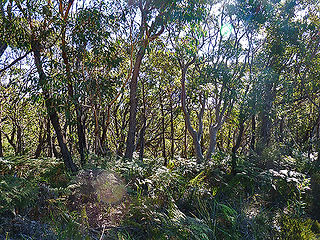 Royal National Park