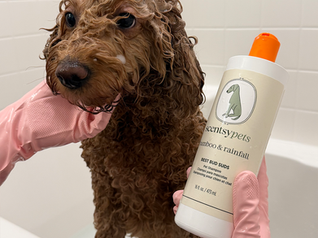 Celebrate International Pet Day on April 11 with new Bamboo & Rainfall Scentsy Pets Products
