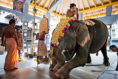 The dark reality behind India’s festival elephants