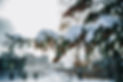 pine-tree-with-snow-on-pinecones.jpg