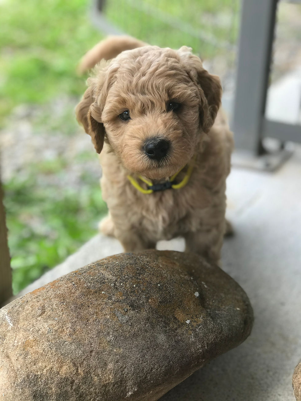 Goldendoodle Puppies Flying Feather Farm, Tennessee