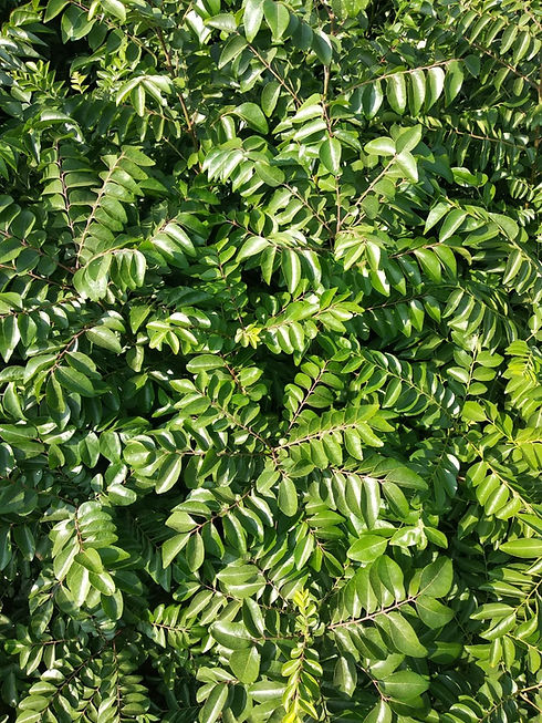 Curry-Leaves-11.jpg
